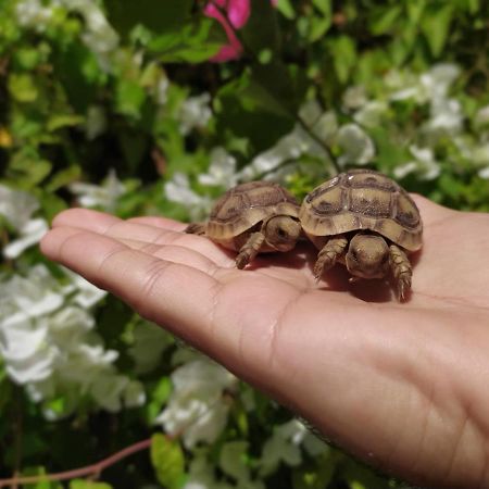 Lotus Turtle Garden Eilat Apartment Exterior foto