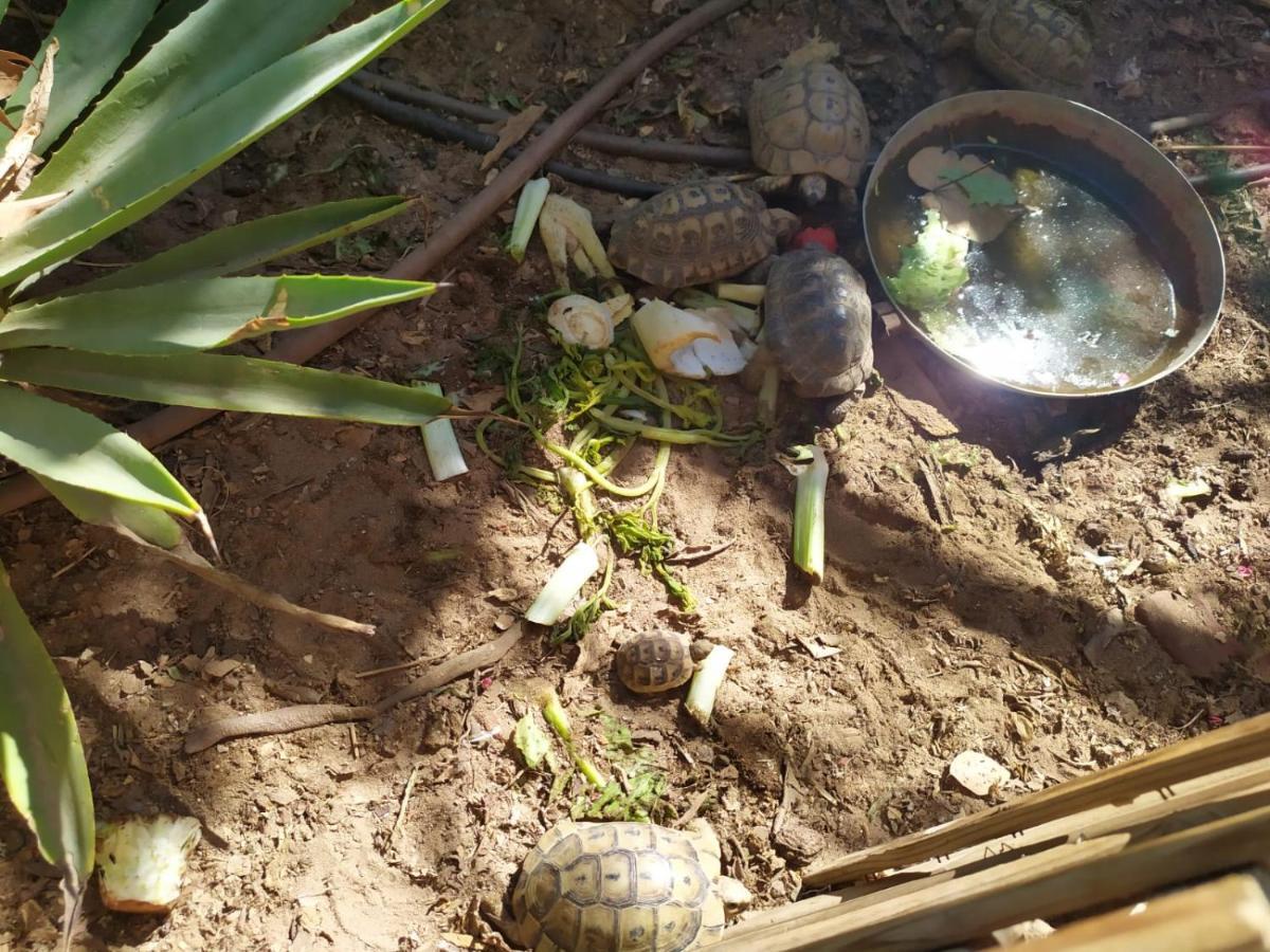 Lotus Turtle Garden Eilat Apartment Exterior foto